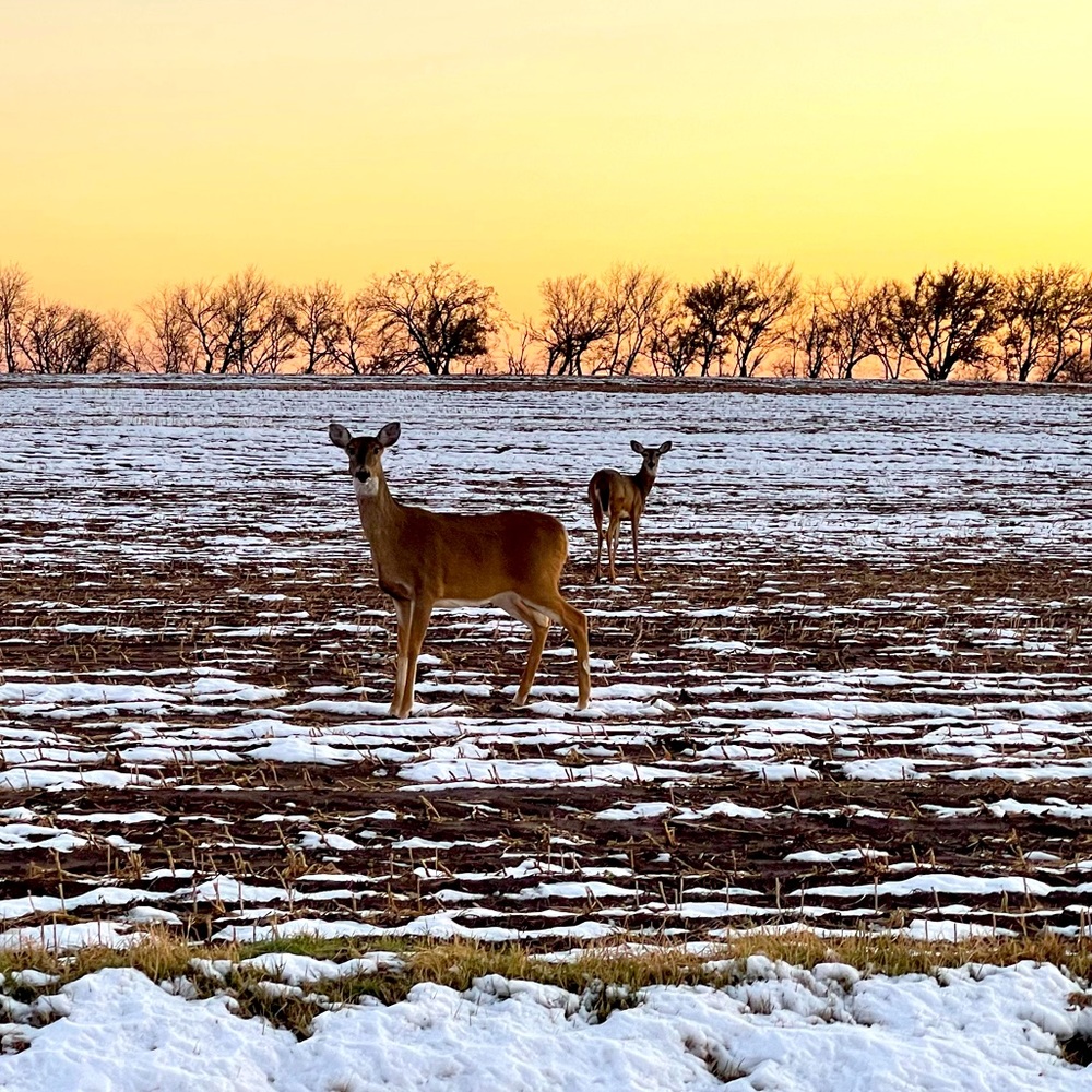 Meet your Posher, Buffy